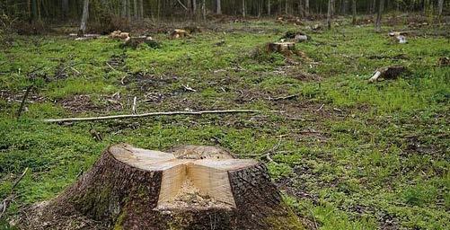 PROCEDURA USUWANIA DRZEW Chcesz usunąć drzewo? Nie zapomnij o tej procedurze! Drzewa rosnące na działce są naszą własnością, jednakże nie możemy ich wycinać, kiedy tylko zechcemy.