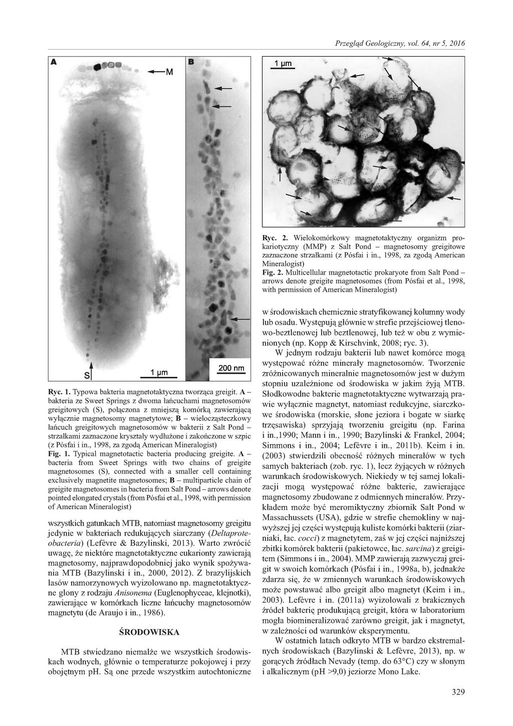 Ryc. 2. Wielokomórkowy magnetotaktyczny organizm prokariotyczny (MMP) z Salt Pond - magnetosomy greigitowe zaznaczone strzałkami (z Pósfai i in., 1998, za zgodą American Mineralogist) Fig. 2. Multicellular magnetotactic prokaryote from Salt Pond - arrows denote greigite magnetosomes (from Pósfai et al.