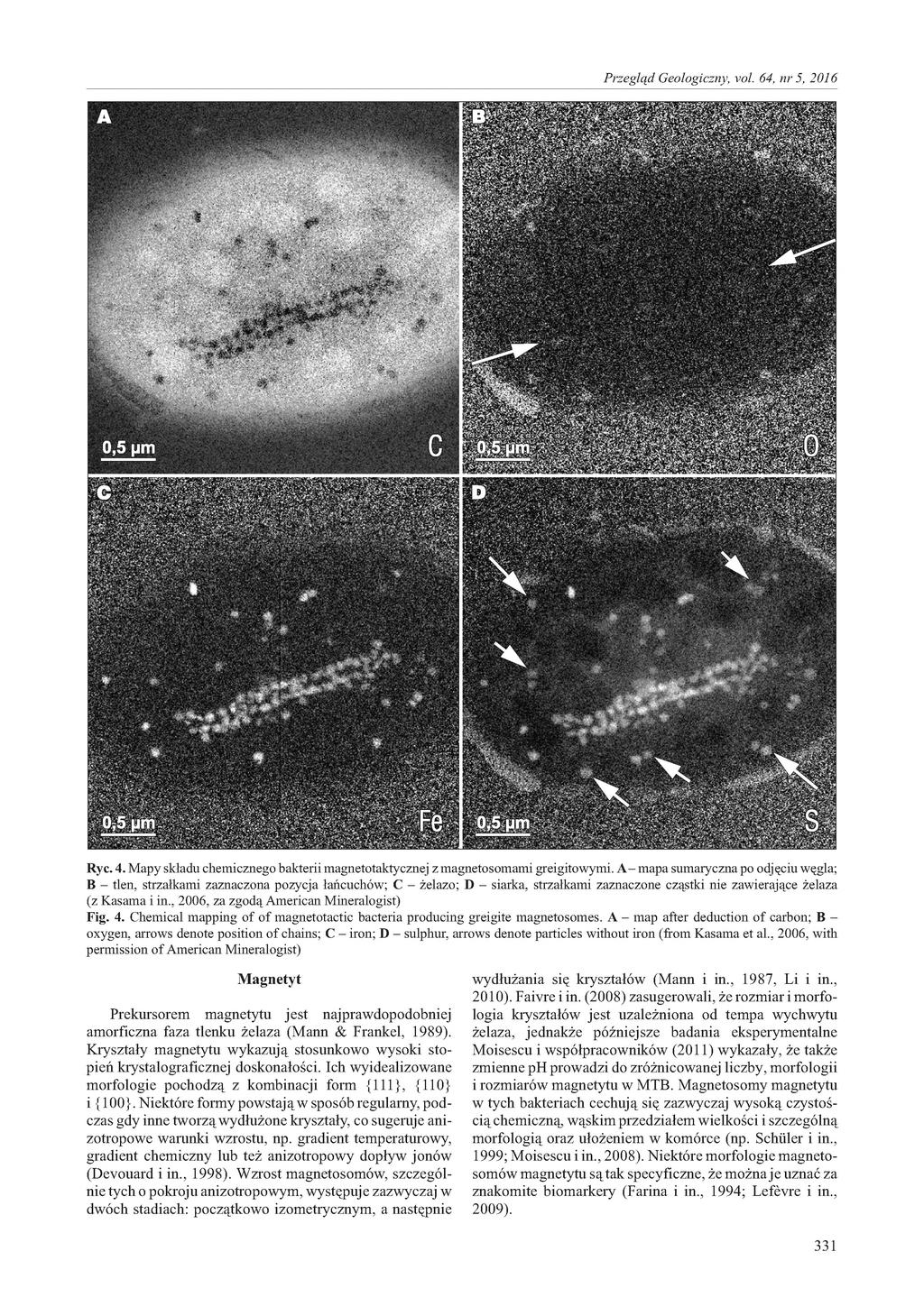 Ryc. 4. Mapy składu chemicznego bakterii magnetotaktycznej z magnetosomami greigitowymi.