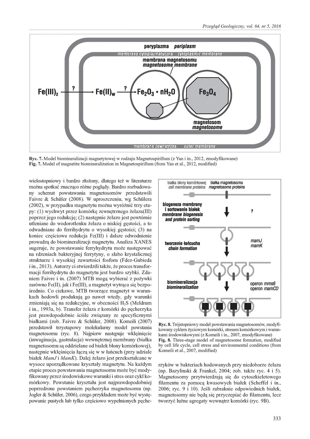 Ryc. 7. Model biomineralizacji magnetytowej w rodzaju Magnetospirillum (z Yan i in., 2012, zmodyfikowane) Fig. 7. Model of magnetite biomineralization in Magnetospirillum (from Yan et al.