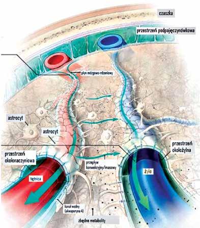 8 TYDZIEŃ MÓZGU Wszechświat, t. 121, nr 1 3/2020 Astrocyty są komórkami, w których ulega ekspresji kanał wodny akwaporyna 4 (Aqp4).