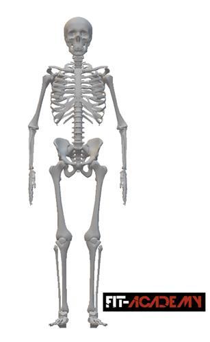Kości i stawy 1. Jakie 4 grupy kości możemy wyróżnić patrząc na poniższy rysunek. A. Kości kończyny górnej B. C. D. 2. Wymień najważniejsze funkcje szkieletu. 3. Uzupełnij luki w zdaniach.