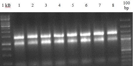 Względna ekspresja genu VvmybA1 w czerwonych skórkach wynosiła średnio 1,48 względem aktyny i ubikwityny i była istotnie wyższa niż w skórkach białych (p = 0,0049). Ryc. 2.