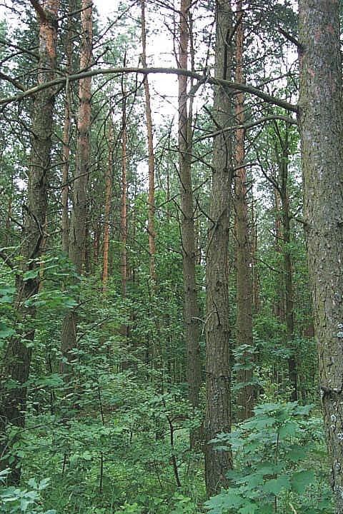 Zdjęcie 4. Las w okolicy Zgorzałowa Na terenie gminy Wąsewo wyróżnić można następujące typy krajobrazu: zantropizowany, pseudonaturalny i kulturowy.