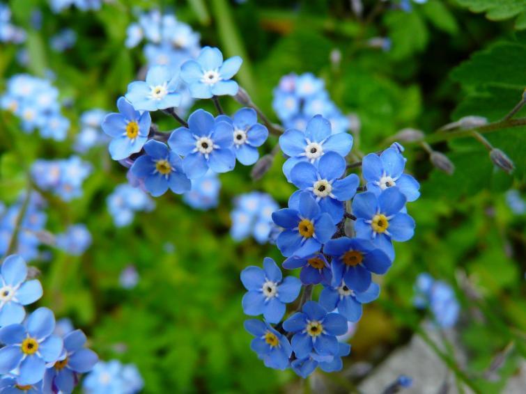 Niezapominajka Urocze kwiatki niezapominajki to symbol pamięci. Jej popularność spowodowała utworzenie w 2002 roku Święta Polskiej Niezapominajki.