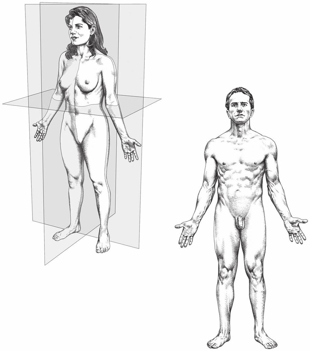Płaszczyzny ciała i określenie wzajemnych relacji 1 A. Płaszczyzny ciała 1 2 B.
