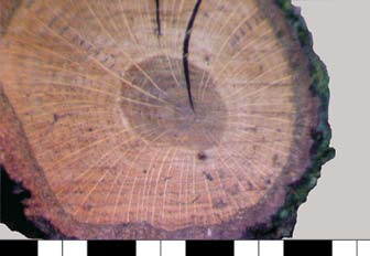 Silver birch (Betula pendula Roth). Diffuseporous wood anatomy makes the annual increments in the cross-section samples not well visible. Ryc. 2.