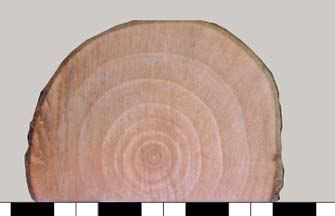 English oak (Quercus robur L.) Ringporous wood anatomy makes the annual increments in the crosssection samples well visible. Ryc. 3.