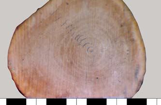 Common ash (Fraxinus excelsior L.) Ringporous wood anatomy makes the annual increments in the crosssection samples well visible. Ryc. 4.