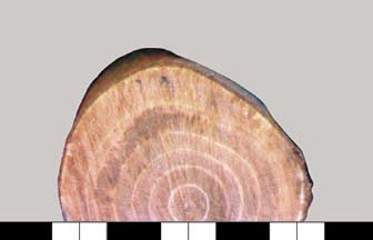 Rozpierzchłonaczyniowa budowa drewna powoduje, że granice przyrostów rocznych na przekroju poprzecznym próbki nie są wyraźne. Fig. 4.