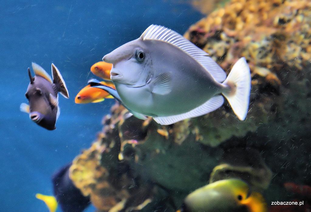 Rozdział: Oceanarium L Aquarium de Barcelona Oceanarium L Aquarium de Barcelona 8 L Aquarium de Barcelona to jeden z największych obiektów tego typu w Europie.