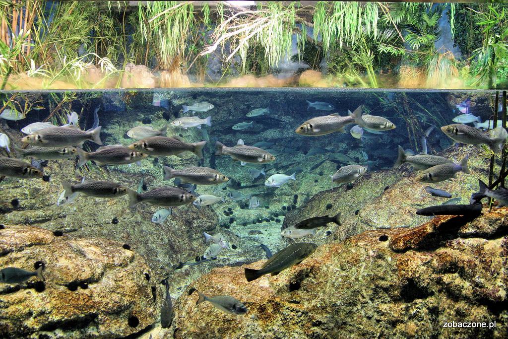 Rozdział: Oceanarium L Aquarium de Barcelona Przed wyjściem z budynku trafiamy oczywiście do sklepu pełnego różnej maści gadżetów, koszulek, maskotek itp itd.