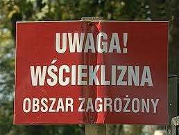 Te bowiem dzikie zwierzęta, które pozwalają się do siebie zbliżyć, dotknąć lub schwytać, na pewno są chore i wówczas istnieje niebezpieczeństwo zakażenia się od nich wścieklizną lub innymi chorobami.