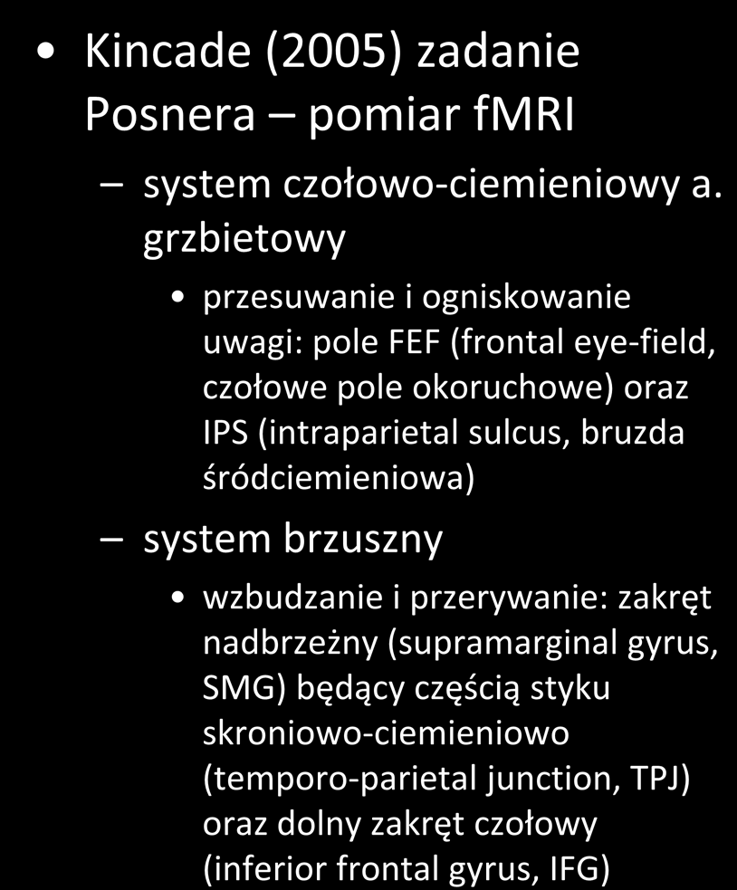 grzbietowy przesuwanie i ogniskowanie uwagi: pole FEF (frontal eye-field,