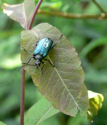 Zakres monitoringu zwierząt 2006-2008: gatunki Bezkręgowce chrząszcze *4021 konarek tajgowy Phryganophilus ruficollis *1087 nadobnica alpejska Rosalia alpina *1084 pachnica dębowaosmoderma eremita