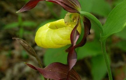 Okrytonasienne Cypripedium calceolus (obuwik pospolity), Epipogium aphyllum (storzan bezlistny), Scorzonera purpurea (wężymord stepowy), Pulsatilla vernalis (sasanka wiosenna), Pulsatilla pratensis