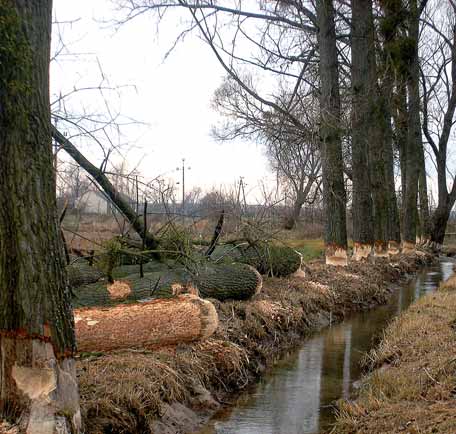 38 Nr 1(10)/2012 (luty) CIEKAWOSTKI PANORAMA ŻÓŁKIEWSKA Bobry w Chłaniowie Robota bobrów w miejscowości Chłaniów Bóbr jest gatunkiem chronionym nie tylko w Polsce ale znajduje