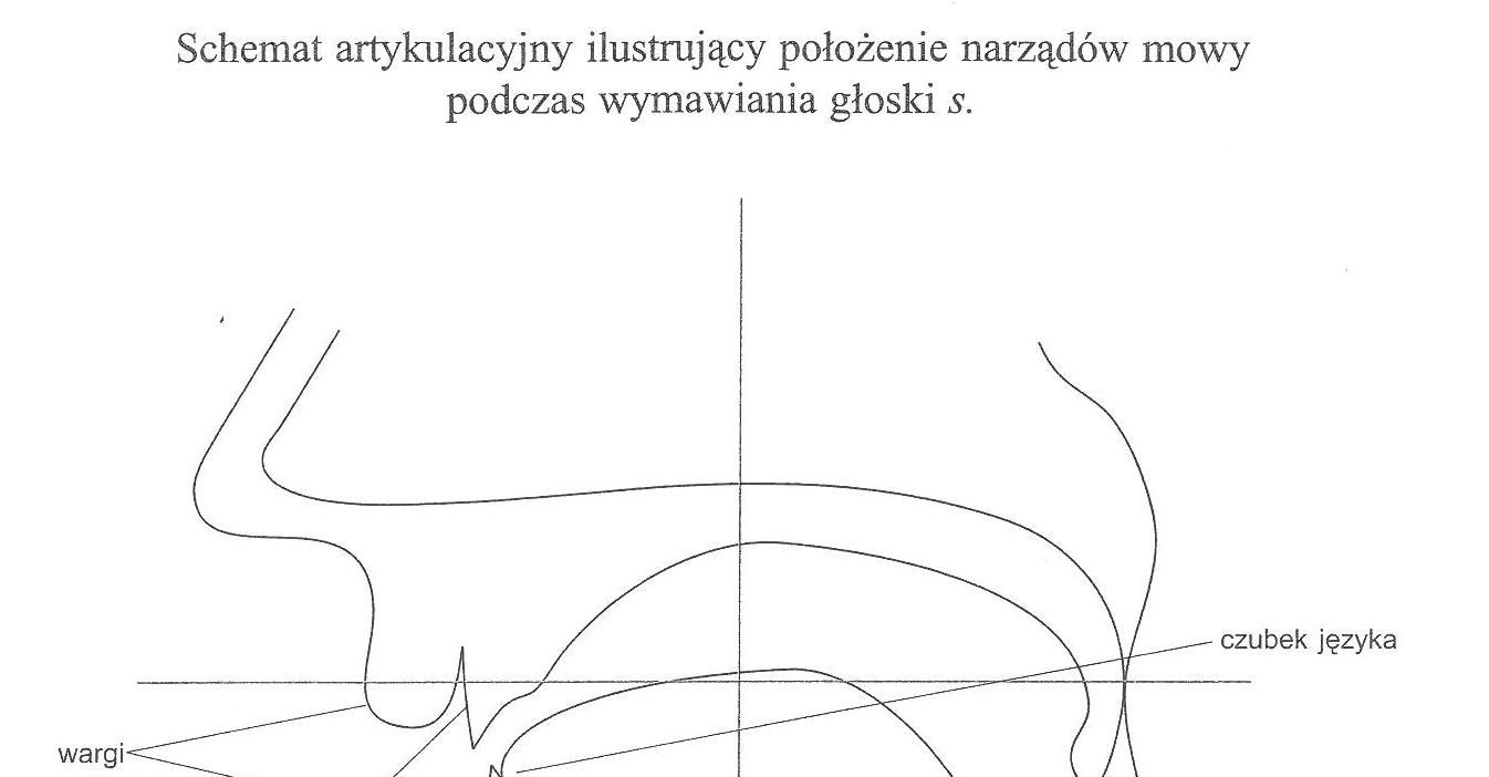 Podczas artykulacji głosek S, Z, C, DZ przednia część grzbietu języka zbliżona jest do górnych siekaczy, a czubek języka znajduje się przy dolnych zębach.