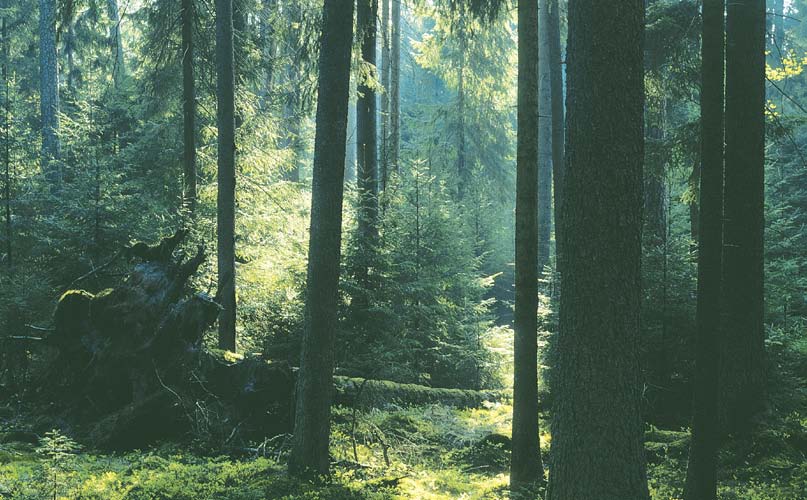 Zrównoważona gospodarka leśna zapewnia trwałe zachowanie bogactwa biologicznego lasów, ich wysoką produkcyjność, żywotność oraz zdolność do wypełniania wszystkich ważnych funkcji: przyrodniczych,
