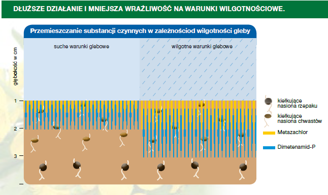 ograniczonej wilgotności w glebie. Natomiast chinomerak sprawia, że działanie Butisanu Star Max jest jeszcze bardziej kompletne. Co daje Kombi Efekt przy stosowaniu Butisanu Star Max?