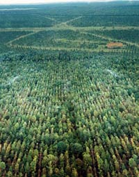 farb. Do 2000 roku mieszkańcy Gaviotas obsadzili około 11 tysięcy hektarów lasu 57. Z posadzonych drzew, aż 92% przeżywa.