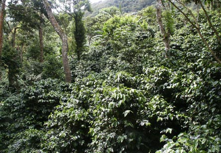 Kawa uprawiana w różnorodnym ekosystemie leśnym. Źródło: TransFair 151.