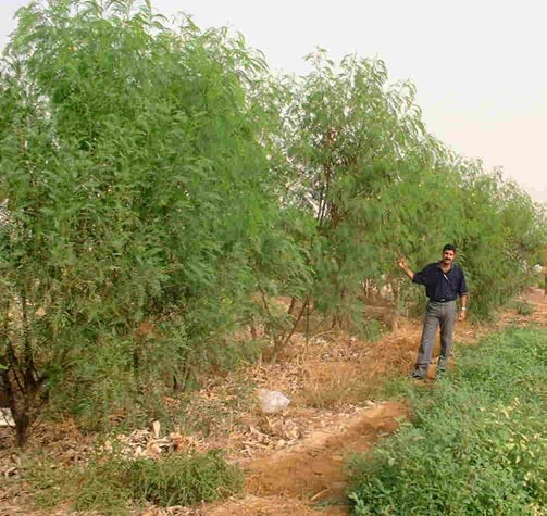 Ogród na pustyni w Jordanii w 18 miesięcy po założeniu. Źródło: Permaculture Research Institute 13.