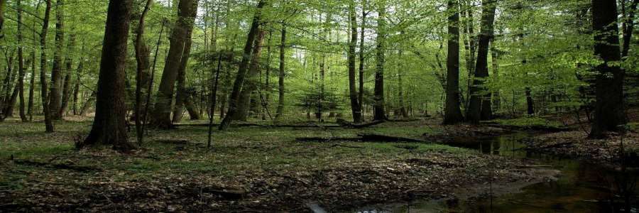 Fot. 1 Park Krajobrazowy Lasy Janowskie źródło: http://lasyjanowskie.com/galeria/ Bogactwo fauny i flory, to nie jedyne atrakcje turystyczne Powiatu Janowskiego.