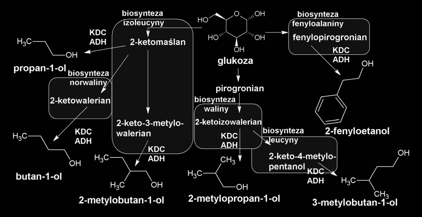 Rozwój metod biotechnologicznych produkcji biopaliw ze źródeł odnawialnych Podczas biosyntezy fenyloalaniny tworzy się fenylopirogronian, który jest prekursorem do wytworzenia 2-fenyloetanolu.
