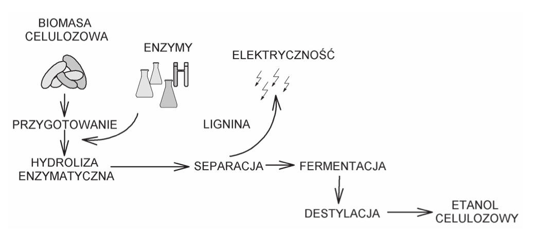 Rozwój metod biotechnologicznych produkcji biopaliw ze źródeł odnawialnych Rys. 6.