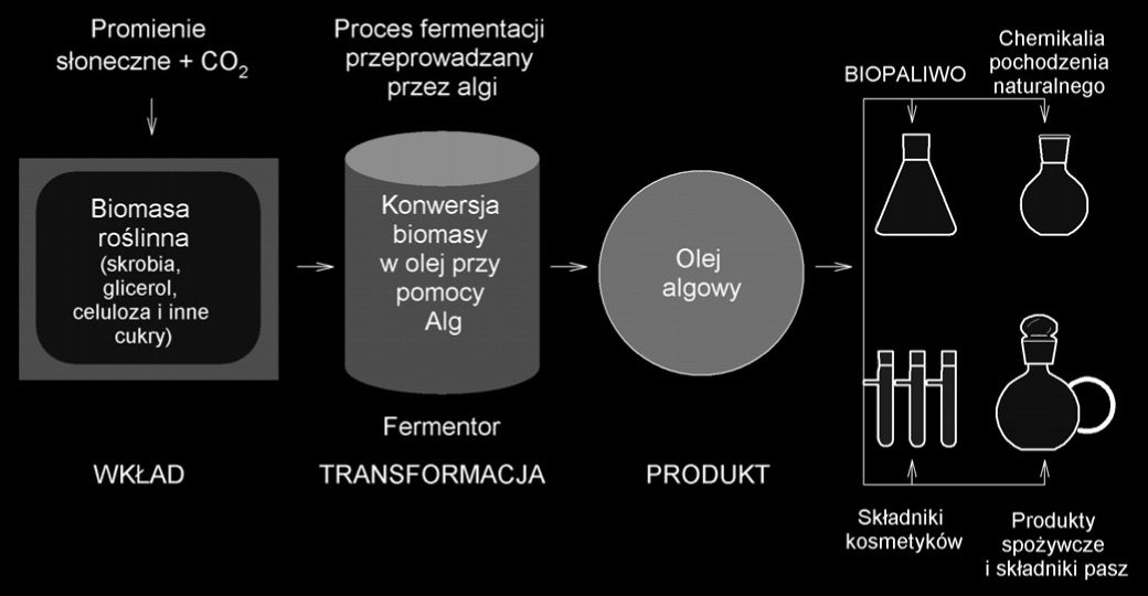 Rozwój metod biotechnologicznych produkcji biopaliw ze źródeł odnawialnych czowych (mikrodiesel).