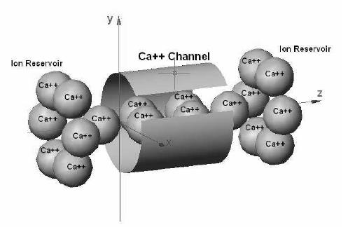 Kanał Ca 2+ Stochastyczny model Langevin-Lorentz- Poisson (LLP 2007, S. Coco, D. S. M. Gazzo, A. Laudani & G.