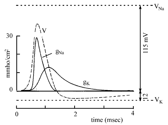 Hipoteza sodowa Hodgkina i Katza (1949) zmiany potencjału błony odpowiadają potencjałom (Nersta) dla dominujących w danej chwili jonów W stanie spoczynku jak u