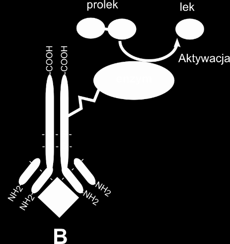 Immunokoniugaty połączenia lek-polimer-przeciwciało (A) stosowane w terapii przeciwnowotworowej.