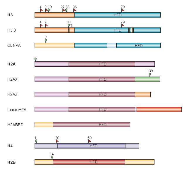 Histony rdzeniowe i ich warianty Kanoniczny histon Aktywacja transkrypcji Tworzenie kinetochoru Kanoniczny histon Naprawa i rekombinacja DNA Główny wariant u drożdży