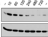 zaindukowane promieniowaniem gamma DBS DNA double-strand breaks Tanya T.