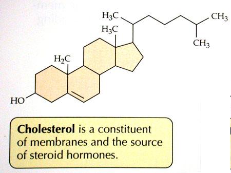 Ryzyko choroby wieńcowej wzrasta ze wzrostem stężenia cholesterolu we krwi The Multiple Risk Factor Intervention Trial