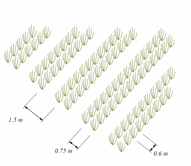 Rys. 1. System agrotechniczny nasadzeń wierzby w 2-rzędziach równoległych w ilości do 15 000 szt. sadzonek/ha na plantacjach kontraktowanych przez PGNIG TERMIKA.