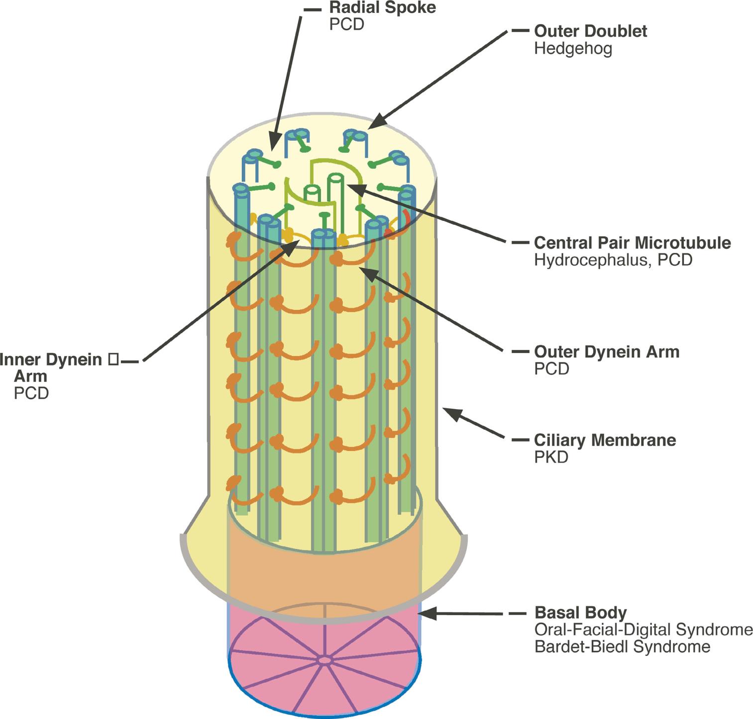 Marshall W.F. The cell biological basis of ciliary disease J Cell Biol. 2008;180(1):17-21 Burgoyne T. i wsp.