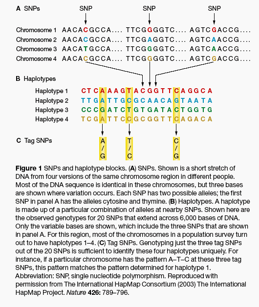 HapMap (The Haplotype Genetic Map) katalog częstych haplotypów Haplotyp grupa wariantów genetycznych położonych blisko w genomie i dziedziczonych łącznie.
