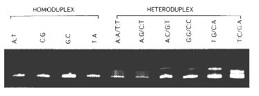 Cztery produkty PCR - homodupleksy 6 próbek zawierających homo-