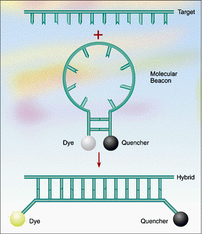 Molecular beacons MB to sondy oligonukleotydowe posiadające na swych końcach wzajemnie komplementarne fragmenty flankujące segment komplementarny do sekwencji docelowej zawierającej miejsce