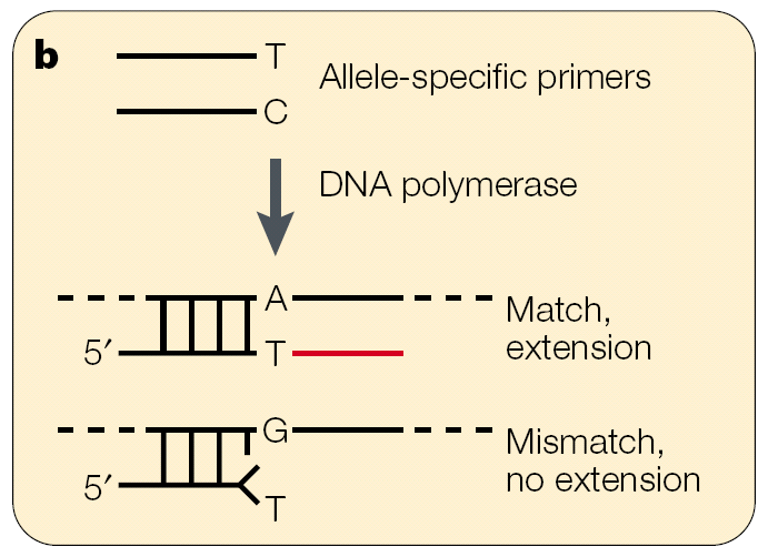 Wydłużanie startera specyficzne dla allelu Stosuje się dwa startery łączące się do sekwencji powyżej SNP,