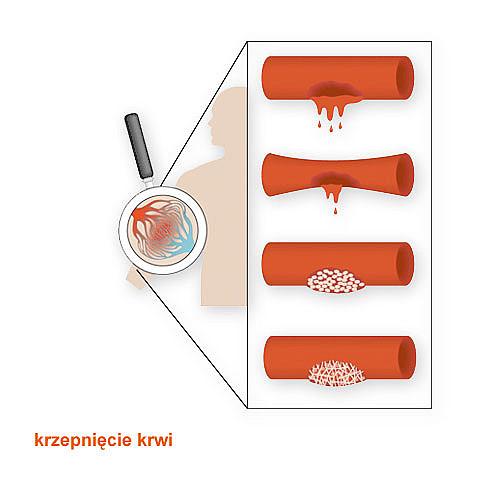 Grupy krwi Aglutynogeny to antygeny zawarte w błonach komórkowych erytrocytów, które umożliwiają identyfikację krwinek czerwonych. Ich obecność decyduje o przynależności do określonej grupy krwi.