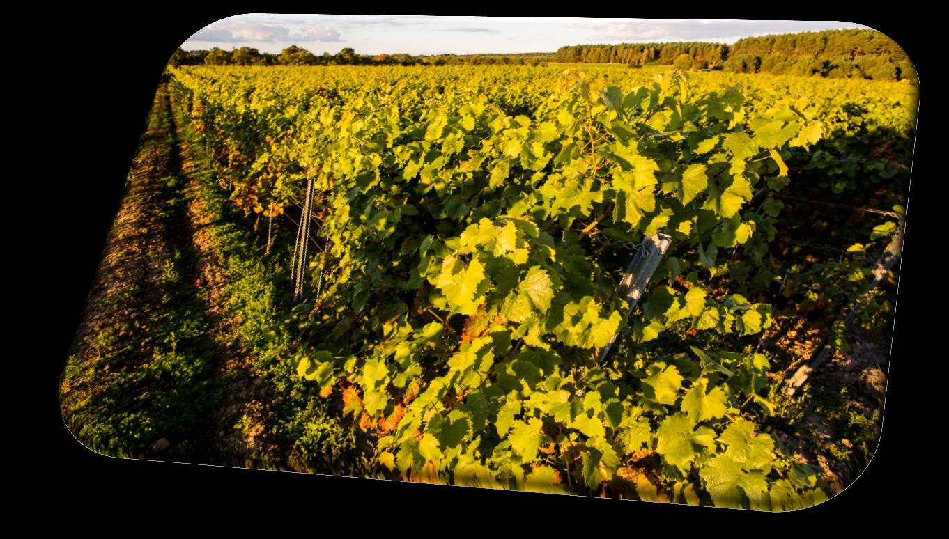Winnica Zabór - historia - 2011 Zabór Vineyard - history - 2011 (8) Budujemy winnicę We build vineyard
