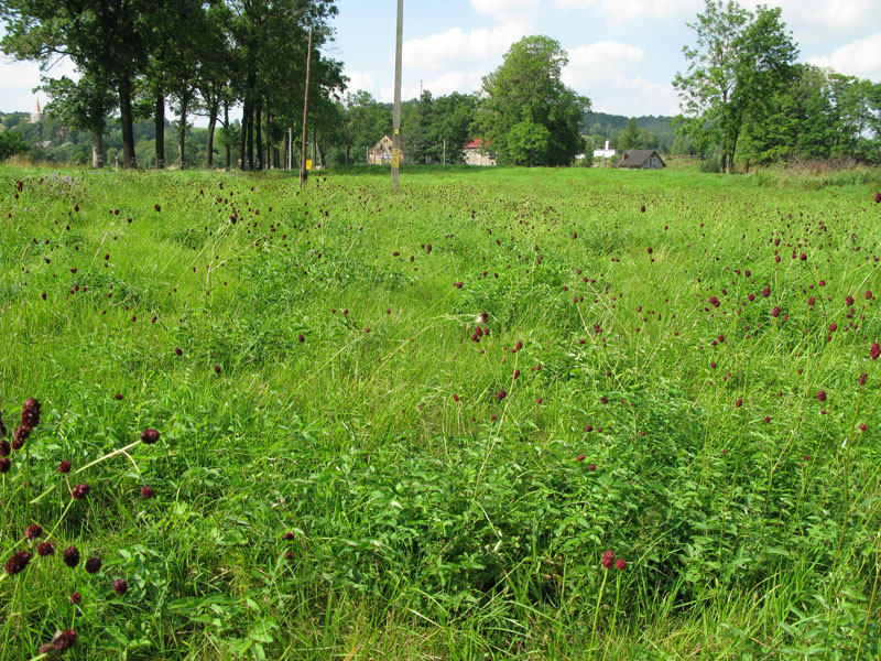 Intraspecific variability of great burnet (Sanguisorba officinalis L.) in respect of sterols content 17 southern regions [1, 2].