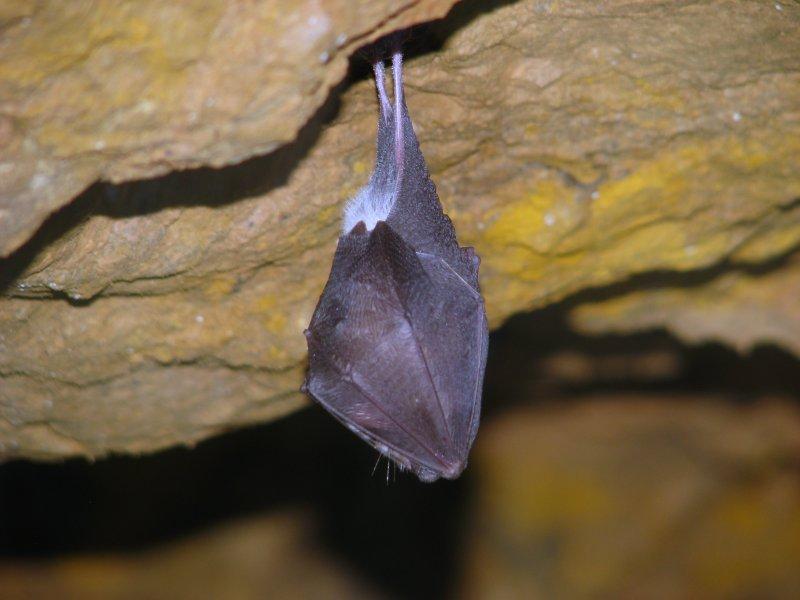 Specjalne Obszary Ochrony Siedlisk SOO Można je podzielić na Nietoperzowe: 2) Ostoje Nietoperzy Beskidu Wyspowego PLH 120052 3097,0 ha (3095,42 ha w powiecie limanowskim) Siedliska na których