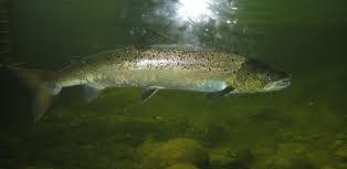 9) Łososina PLH 120087 345,4 ha (w powiecie limanowskim 215,4ha) Obszar obejmuje rzekę Łososinę od ujścia potoku Dopływ spod Zagórza do mostu w m.