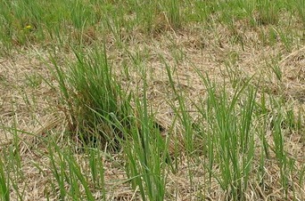 Zabiegi Kontrola Zabiegi Uwagi Peene Murchin E (koszenie raz w roku). 5.07.06 