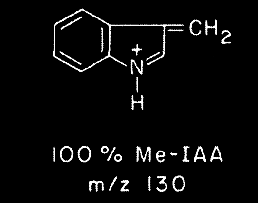 Widmo masowe pochodnej metylowej (B) i metylowo-sililowej (A) kwasu indolilo-3- octowego (IAA) oraz (po